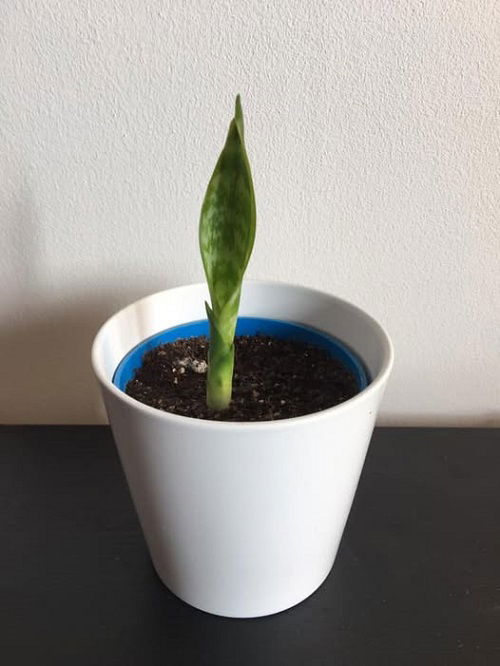 snake plant pups 3