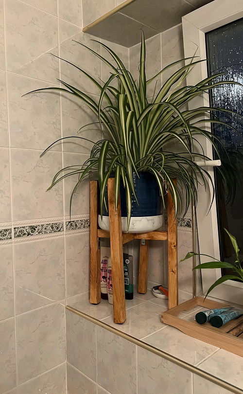 Spider Plants Healthy in Winter 4