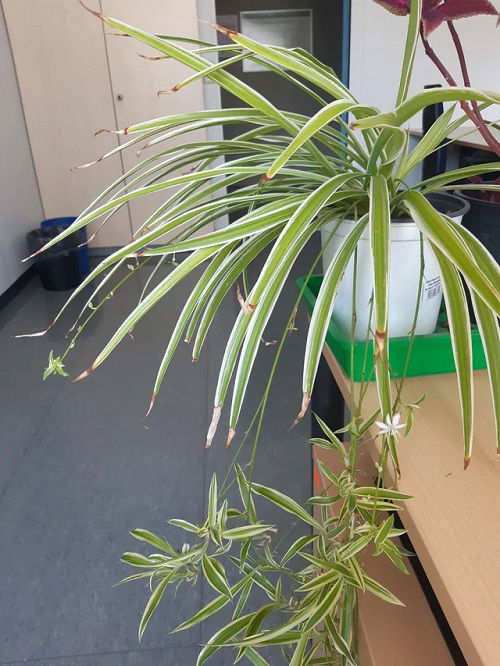 Spider Plants Healthy in Winter 2