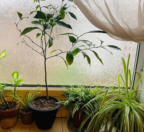 Spider Plants and Citrus Trees Together 1