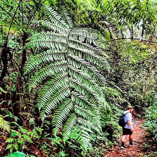 unbelievably big ferns shared on instagram 4