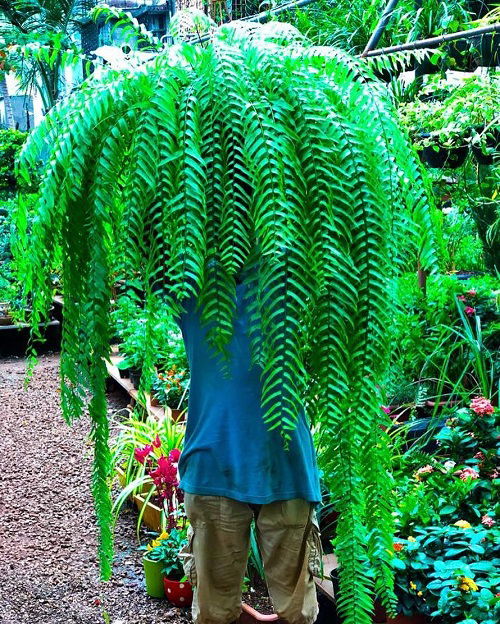 big ferns indoor