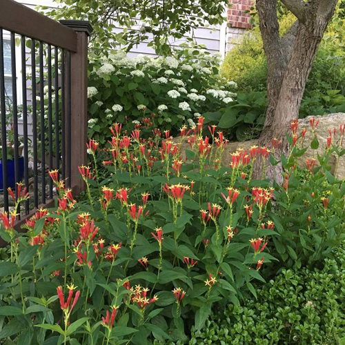 top 8 Shade Loving Perennials You Didn't Know