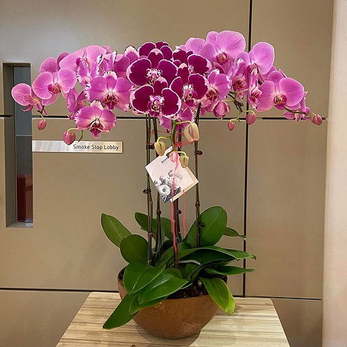 Orchid Display Ideas 