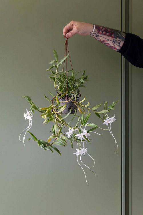 Best Hanging Orchids 3