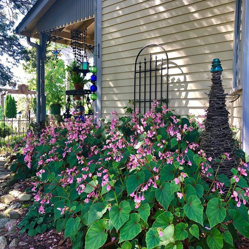 Amazing Shade Loving Perennials You Didn't Know