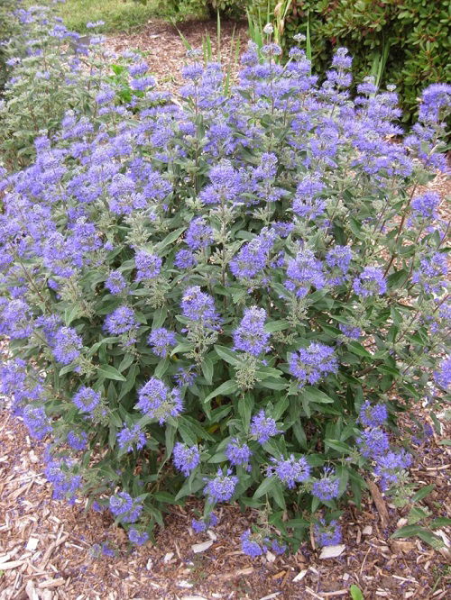 Bluebeard in garden