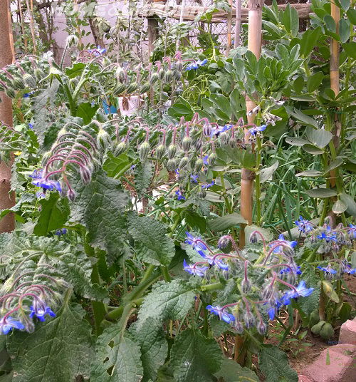 Colorful Flower in garden 3