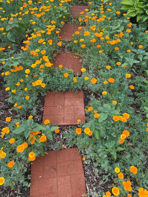 Annuals flower in garden 3