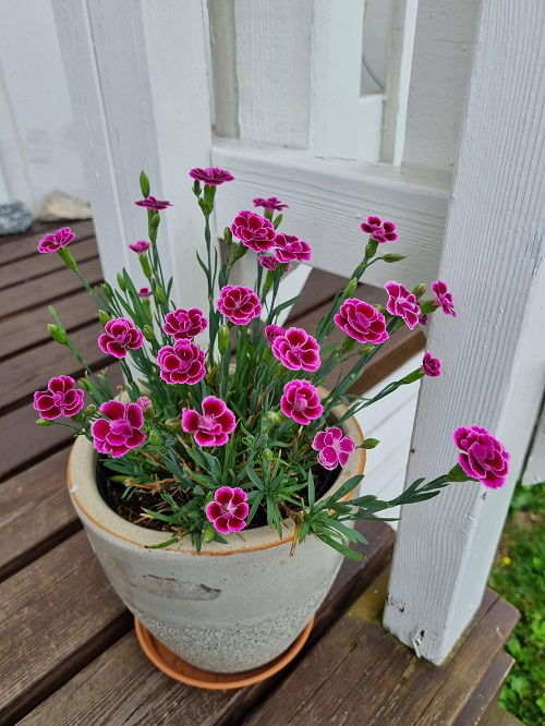 Most Beautiful Types of Dianthus 1