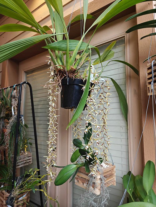 Best Hanging Orchids 1