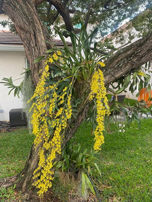 Dancing Lady Orchids