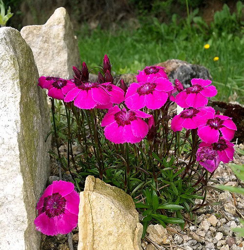 Alpine Dianthus in garden