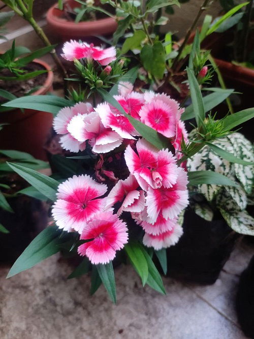 Colorful Dianthus Varieties 2