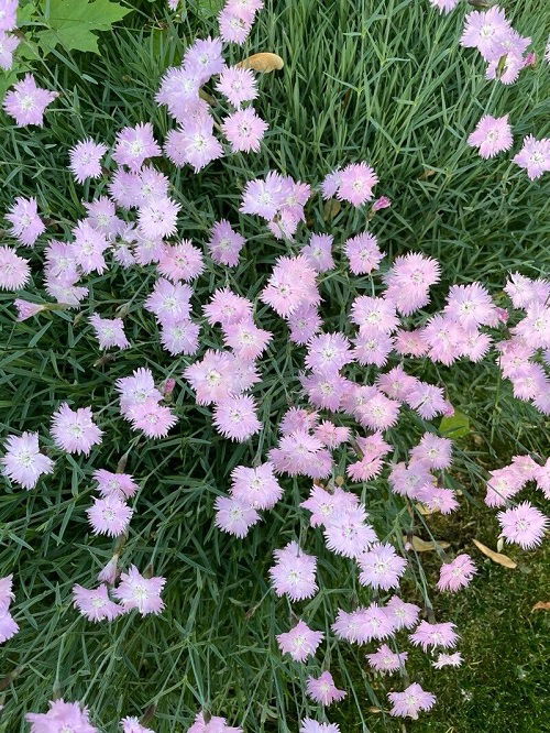 Most Beautiful Types of Dianthus 2