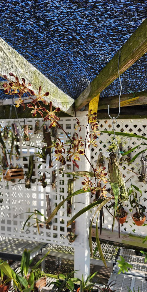 Encyclia Orchids