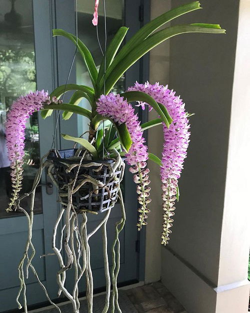 Foxtail orchid 