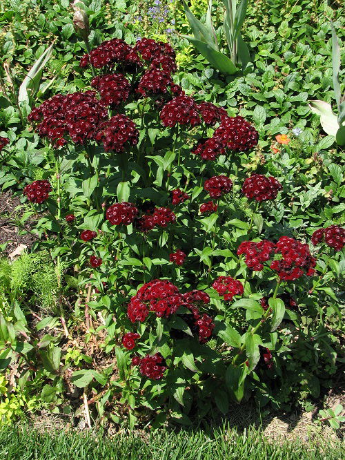 Colorful Dianthus Varieties