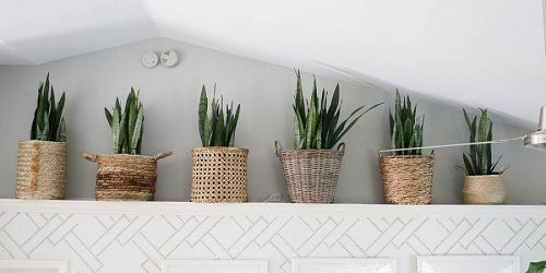 decorate the leges with snake plant