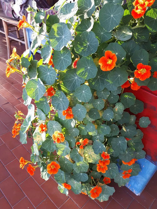 Nasturtium in garden