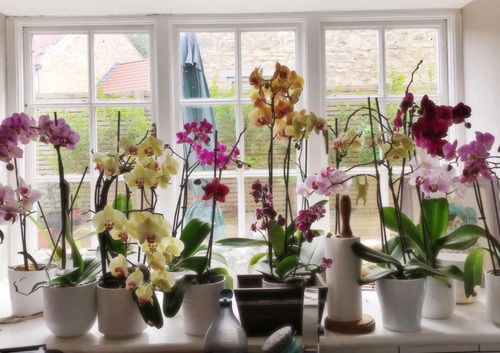 Orchid Jungle in the Kitchen