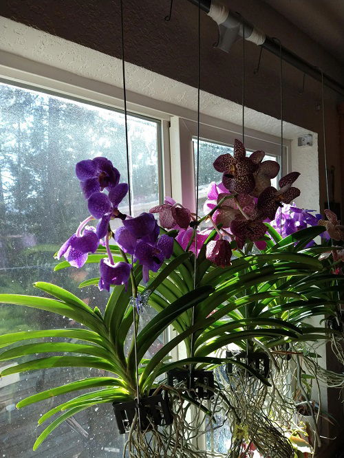 Orchids display ideas 5