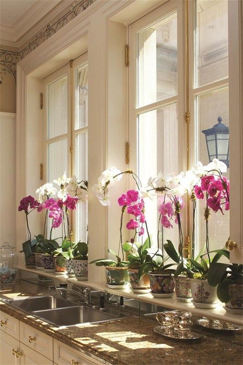 Orchids indoor