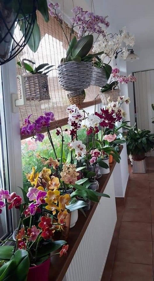 Orchids on a windowsill ideas 2