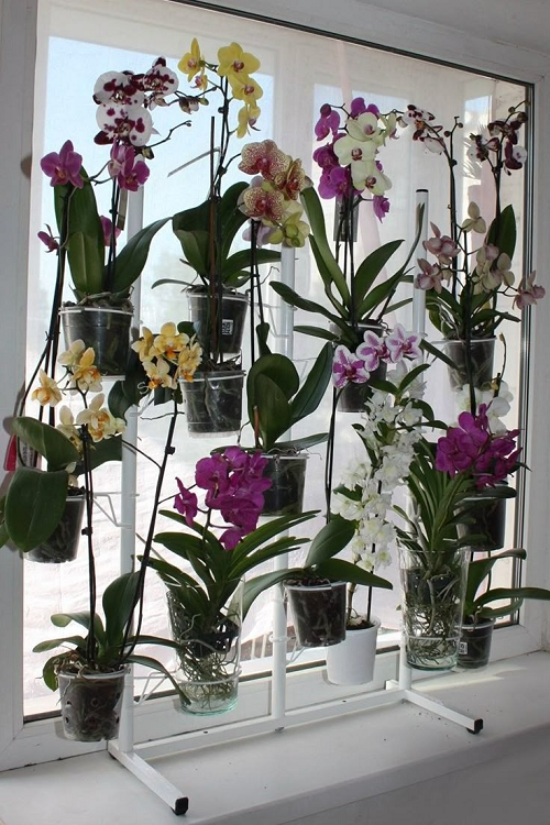 Orchids on a windowsill ideas 4