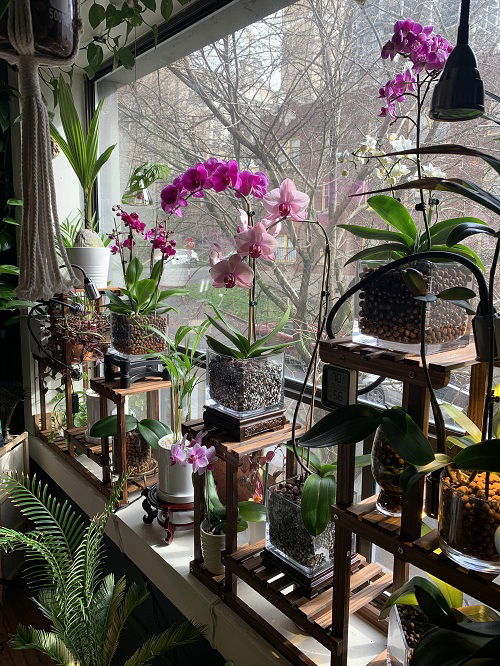 Orchids on a windowsill ideas 5