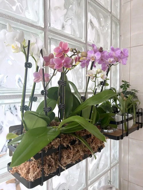 Orchids display ideas