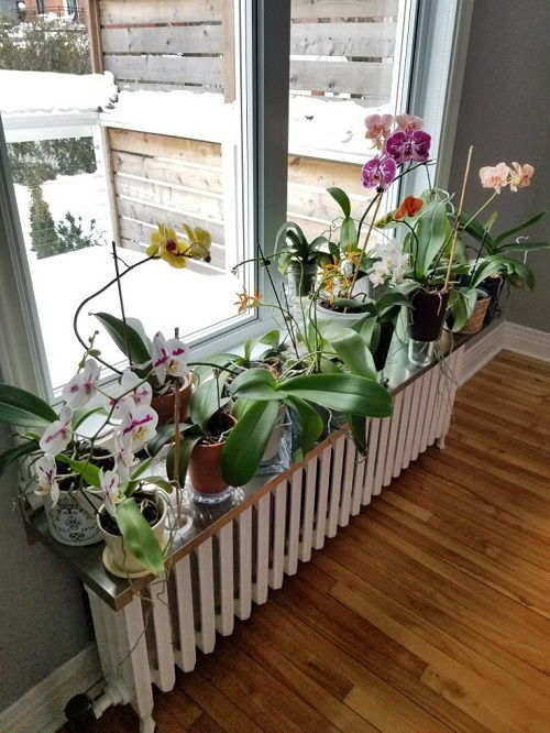 Orchids on a windowsill ideas 1