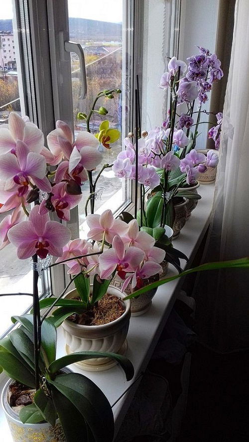 Orchids on a windowsill ideas 3