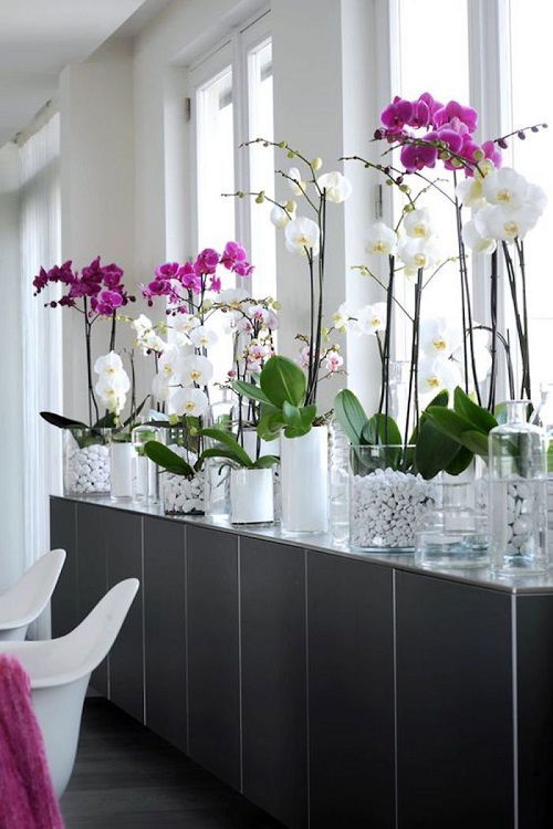 Orchids display ideas 3