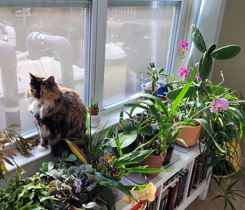 Orchids on the Bookshelf