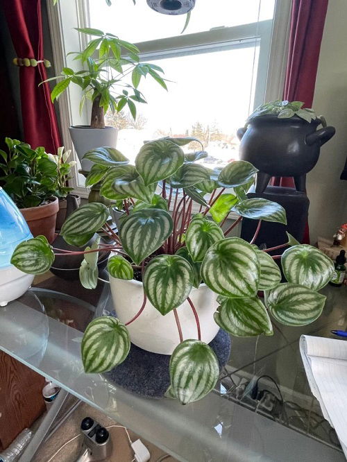 Peperomia indoor