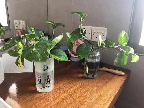 Pothos Pair on the Countertop