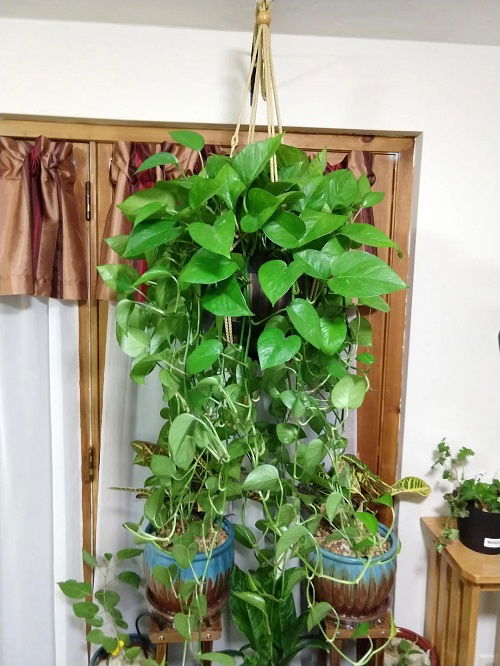 Best Ways to Train a Pothos Plant 3