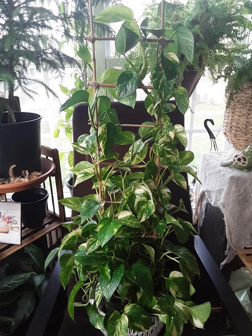 Best Ways to Train a Pothos Plant 3