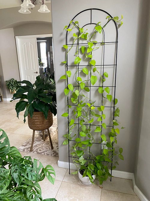 Best Ways to Train a Pothos Plant 4