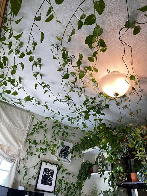 Pothos Trellis Ideas 3