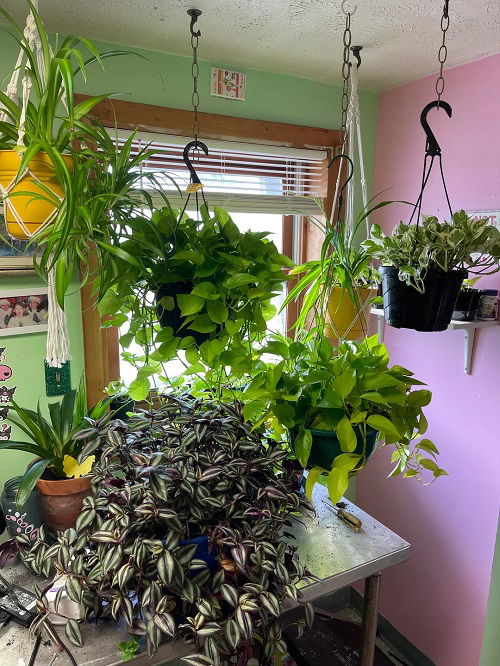 Beautiful indoor plants