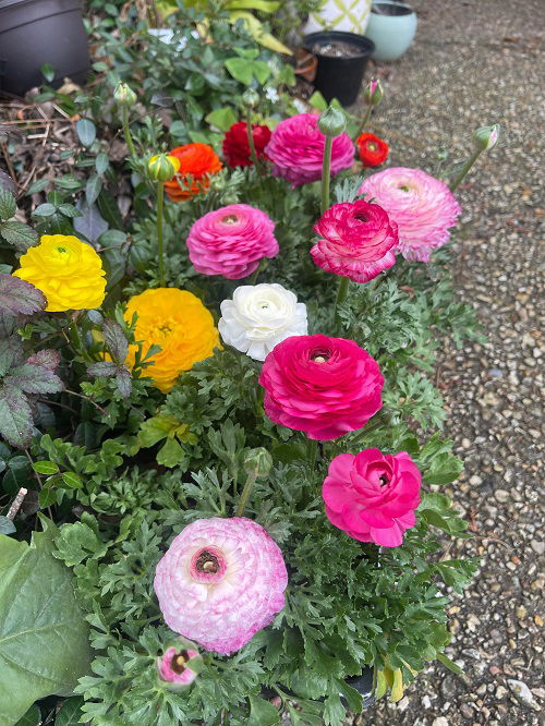 When to Plant Ranunculus in Garden and Containers 1