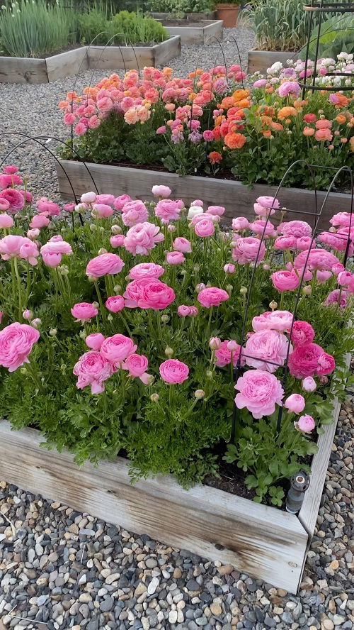 Ranunculus in Garden bed