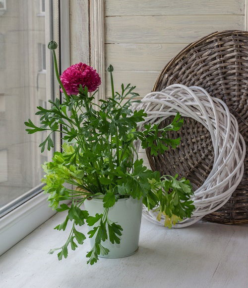 When to Plant Ranunculus in Garden and Containers 2