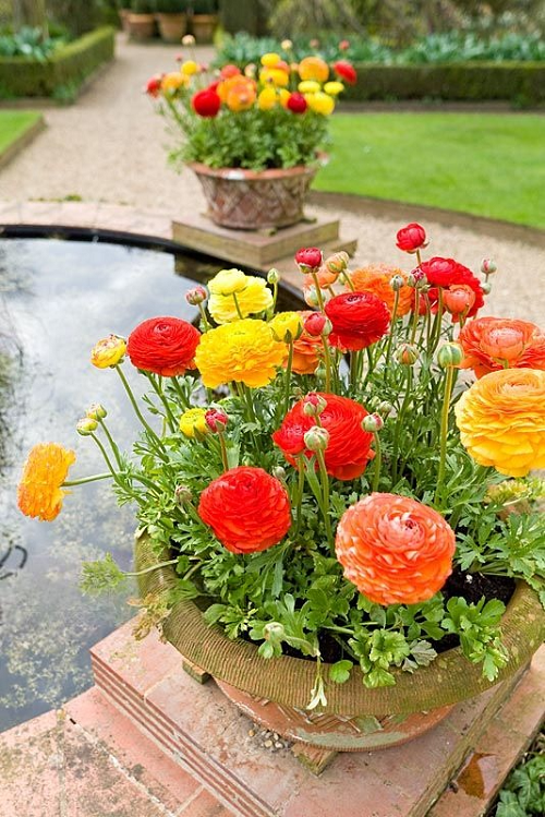 Ranunculus in pot