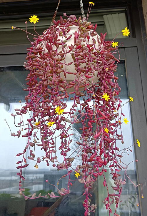 Ruby's Necklace in hanging basket 2