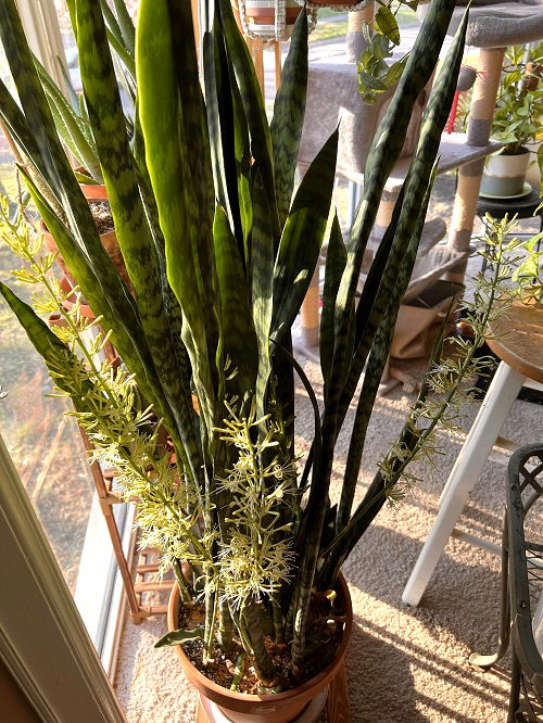 3 Best Ways to Encourage Snake Plants to Flower 1