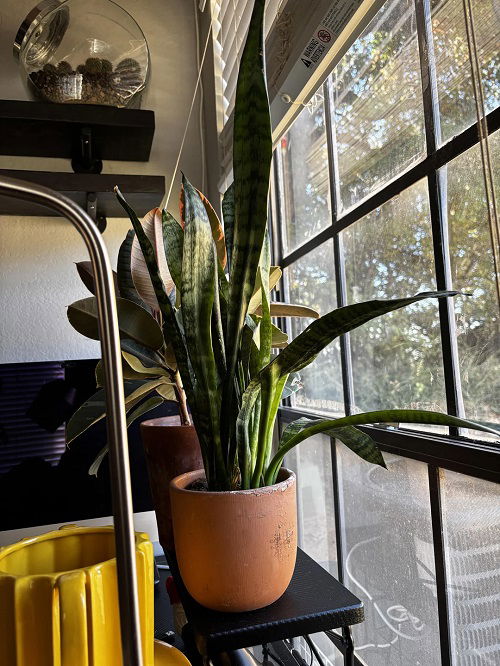 3 Best Ways to Encourage Snake Plants to Flower 2