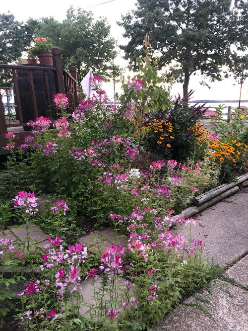 Reseeding Annuals that Bloom Again and Again 3